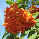 Die schön anzusehenden orangen Früchte unserer Eberesche
