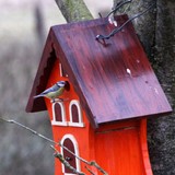 Bunte Vogelhäuser (Nistkästen) aus Holz